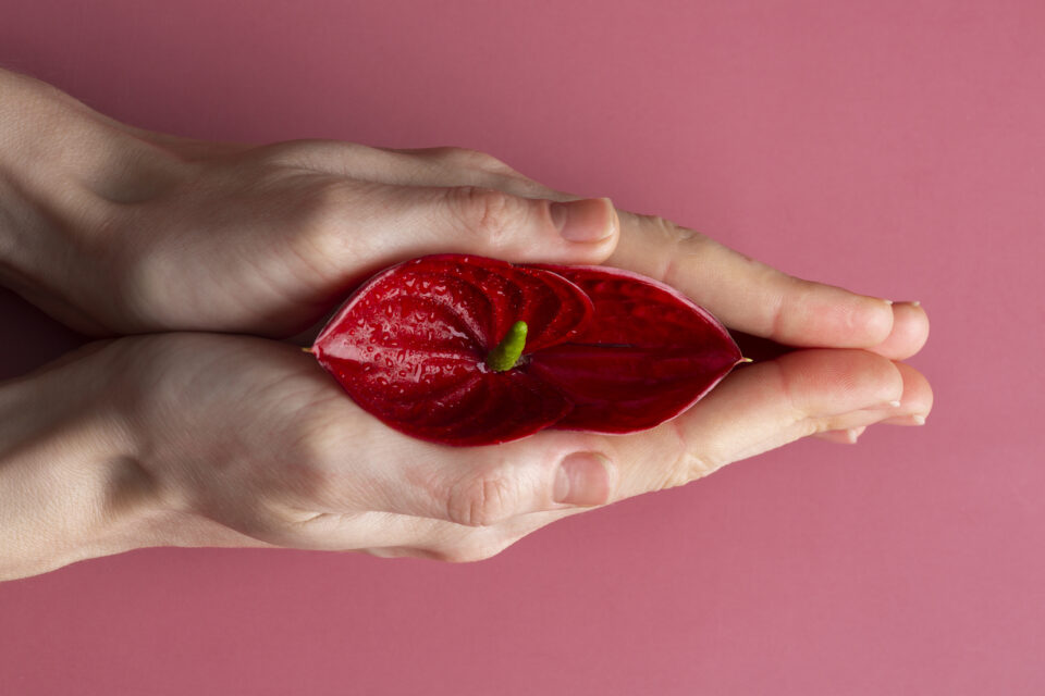 Hands holding a vibrant red flower.